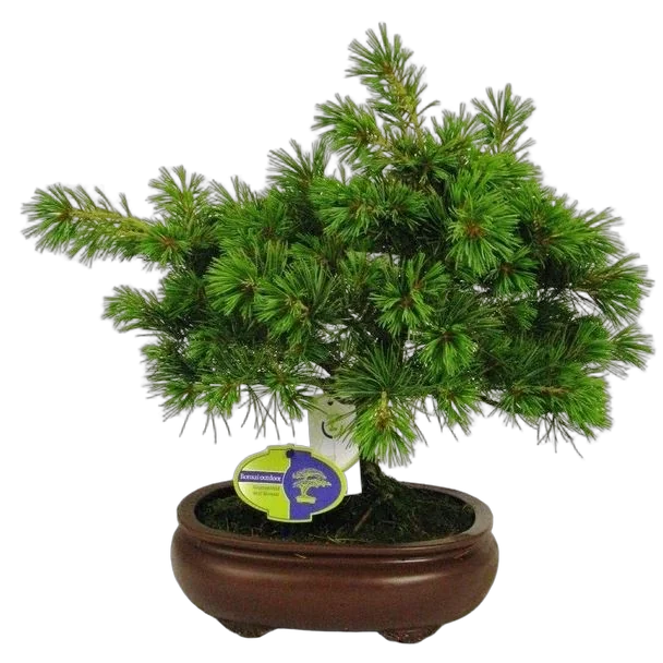 Бонсай Сосна - Bonsai Pinus D20 H45