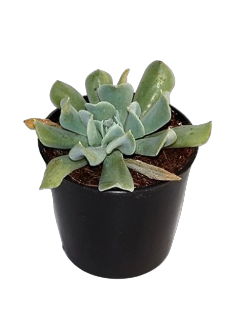Эчеверия - Echeveria Runyonii D5 H10