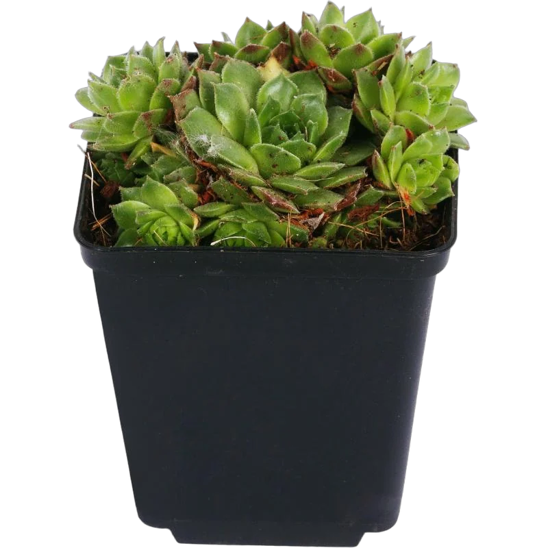 Молодило Oddity