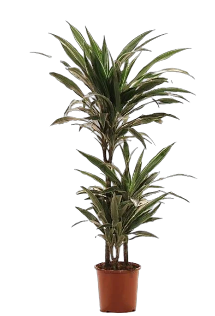 Драцена Варнески - Dracaena Warneckei D25 H110