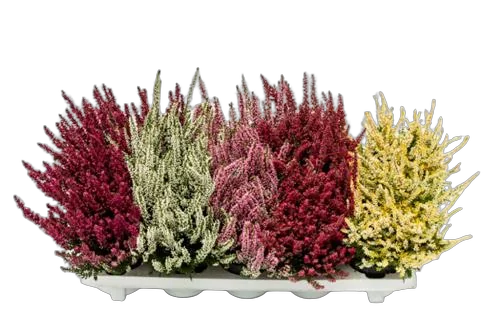 Вереск Каллуна микс - Calluna D13 H25