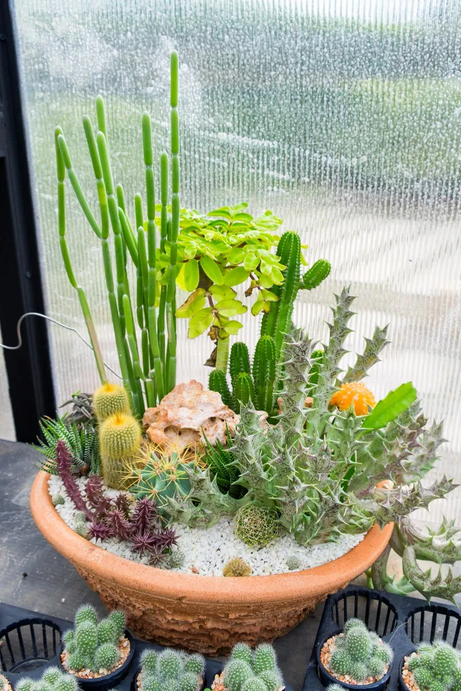 Живые растения (низкозатратные): Суккуленты и кактусы — не требуют полива, долговечны Хлорофитум, спатифиллум — неприхотливы, создают объём Рассада трав (пшеница, овёс) — быстро растёт