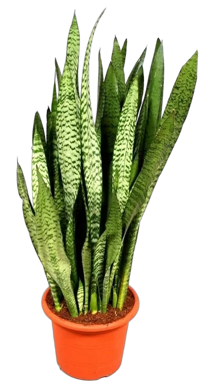 Сансивьерия Зейланика - Sansevieria zeylanica D20 H100