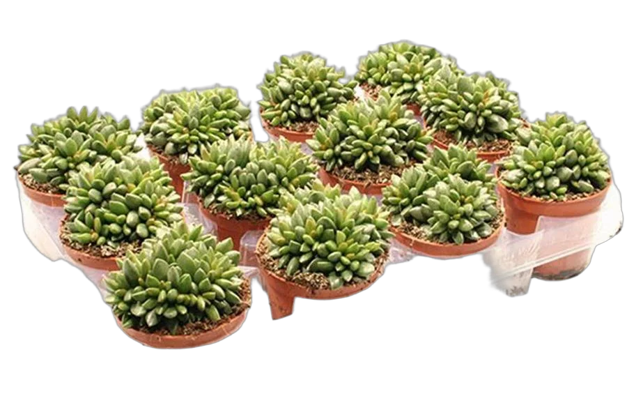 Адромискус Шульдианус - Adromischus  ВSchuldtianus D5 H10