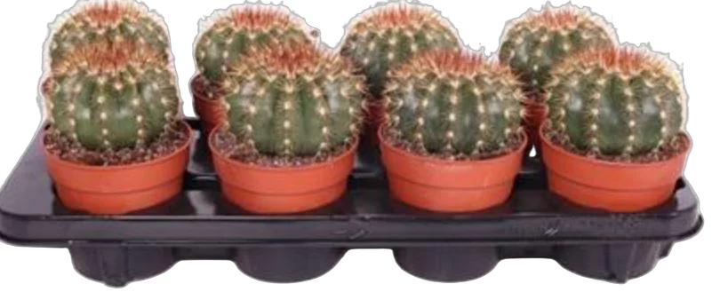 Мелокактус Бродвей - Melocactus Broadway D12 H20