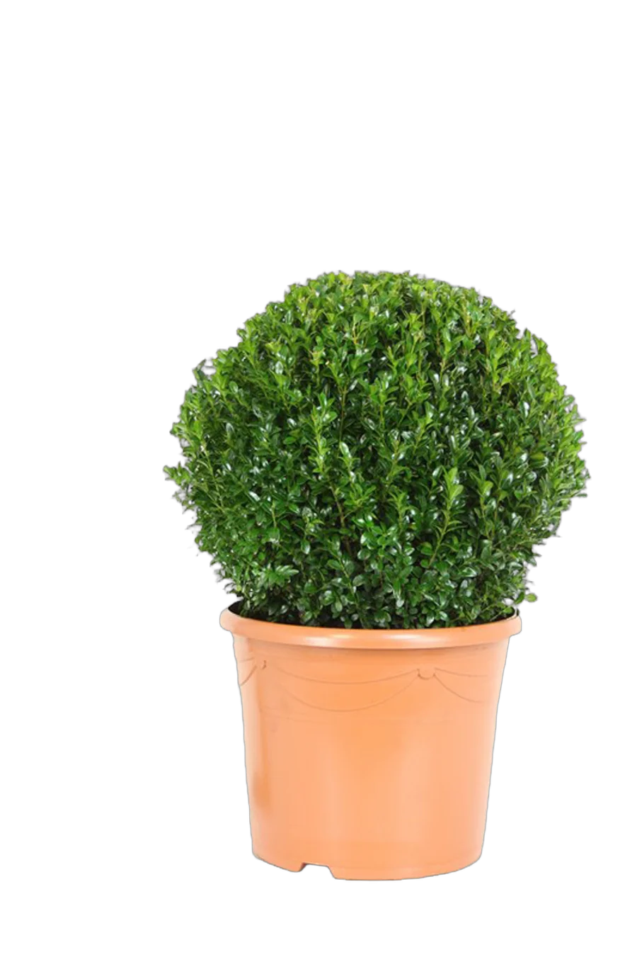 Самшит вечнозеленый (Буксус) - Buxus D25 H50