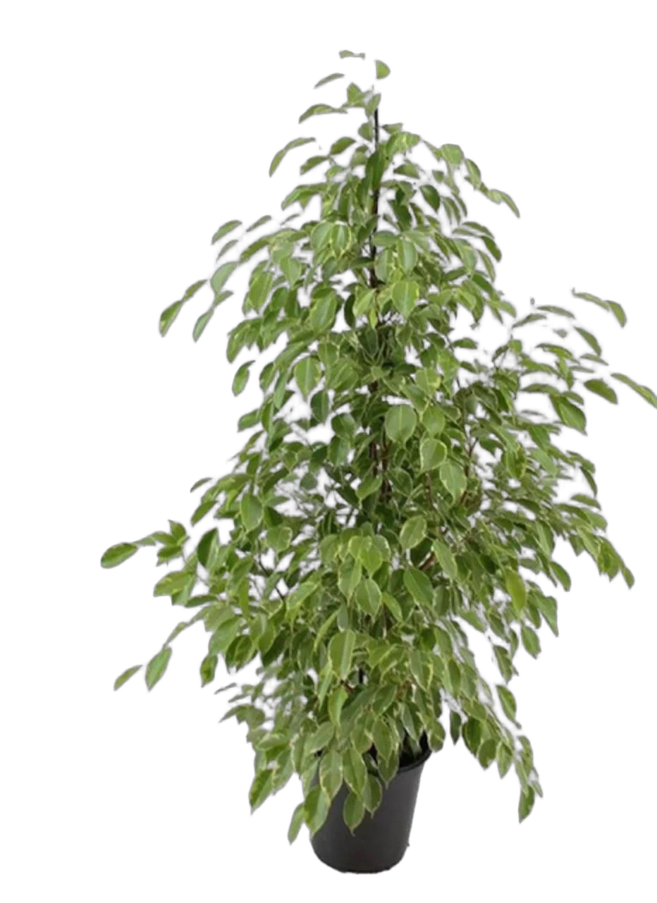 Фикус Бенджамина Голден Кинг - Ficus benjamina Golden King D24 H110