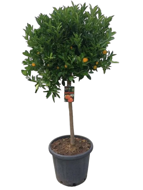 Мандарин 170 см