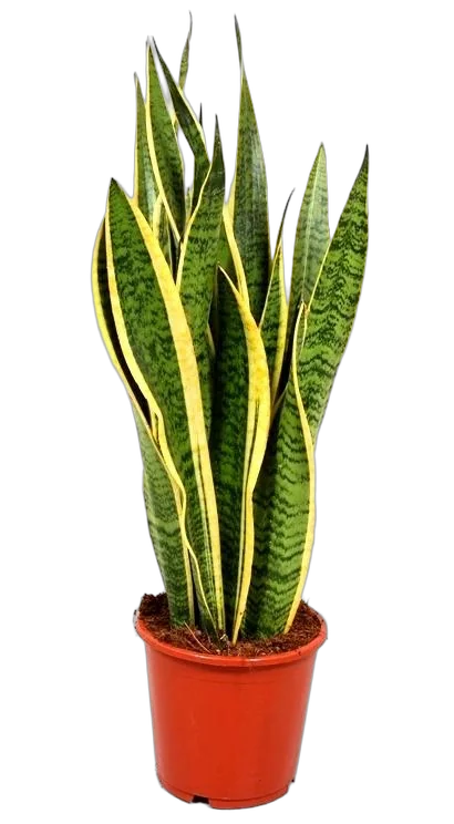 Сансивьерия Лауренти - Sansevieria laurentii D25 H110