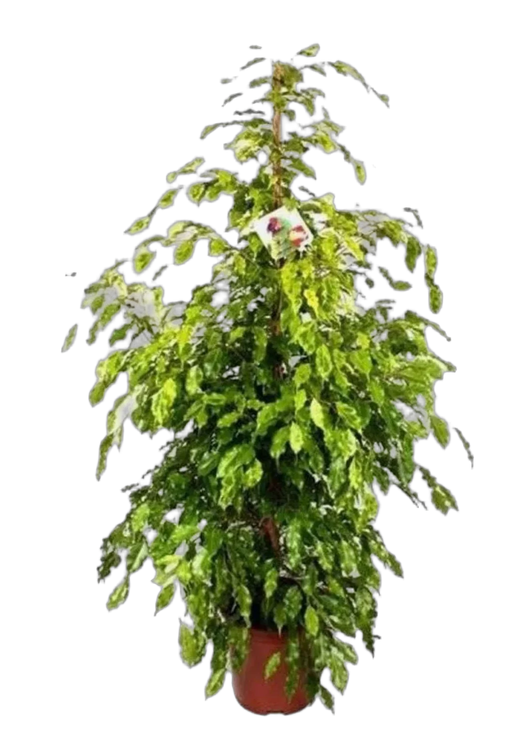 Фикус Бенджамина Голден Моник - Ficus benjamina Golden Monique D27 H130
