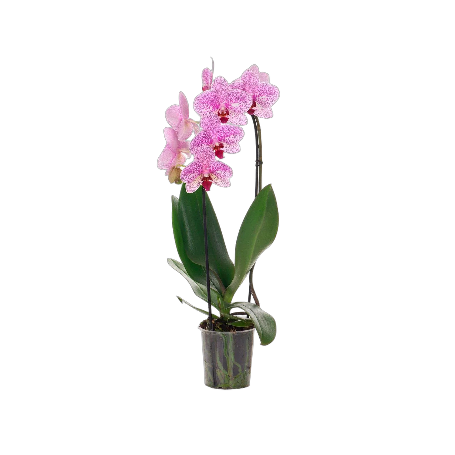 Каскадный фаленопсис - Phalaenopsis Cascade Antwerpen D12 H40