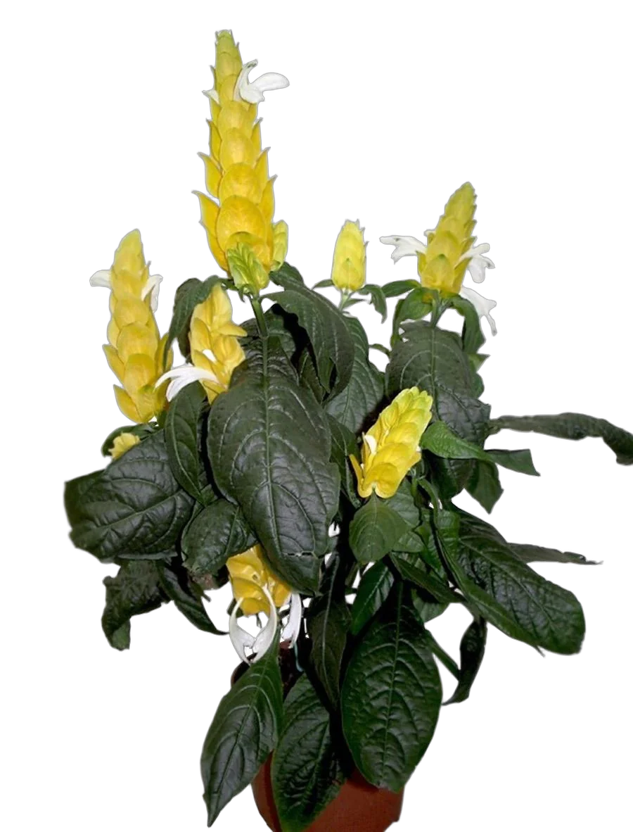 Пахистахис желтый - Pachystachys D14 H40