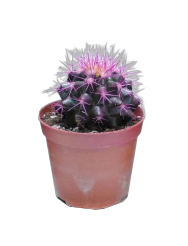 Эхинокактус Грузони фиолетовый - Echinocactus grusonii painted D7 H12