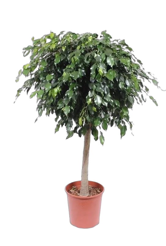 Фикус Бенджамина Даниэль штамб - Ficus Benjamina Danielle D32 H140
