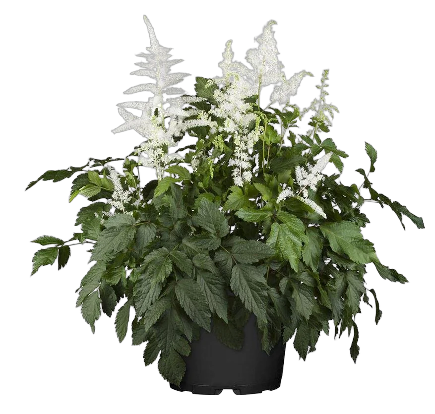 Астильба простолистная Сноу Спрайт -  Astilbe  Snow Sprite D17 H60