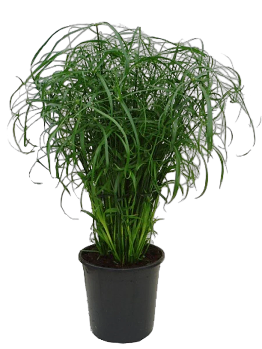 Циперус очереднолистный, циперус болотный - Cyperus alternifolius D22 H80