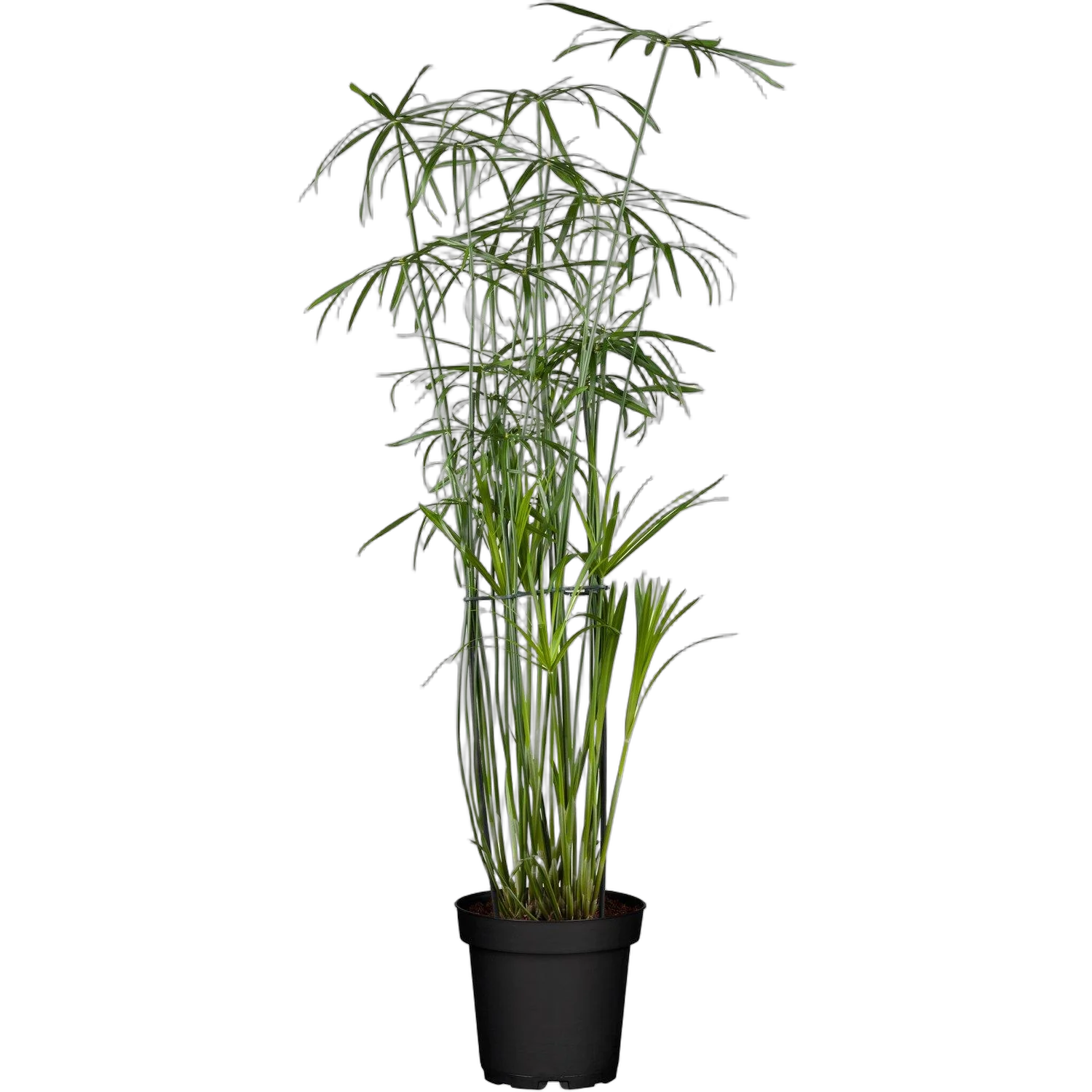 Циперус хаспан - Cyperus haspan D12 H50