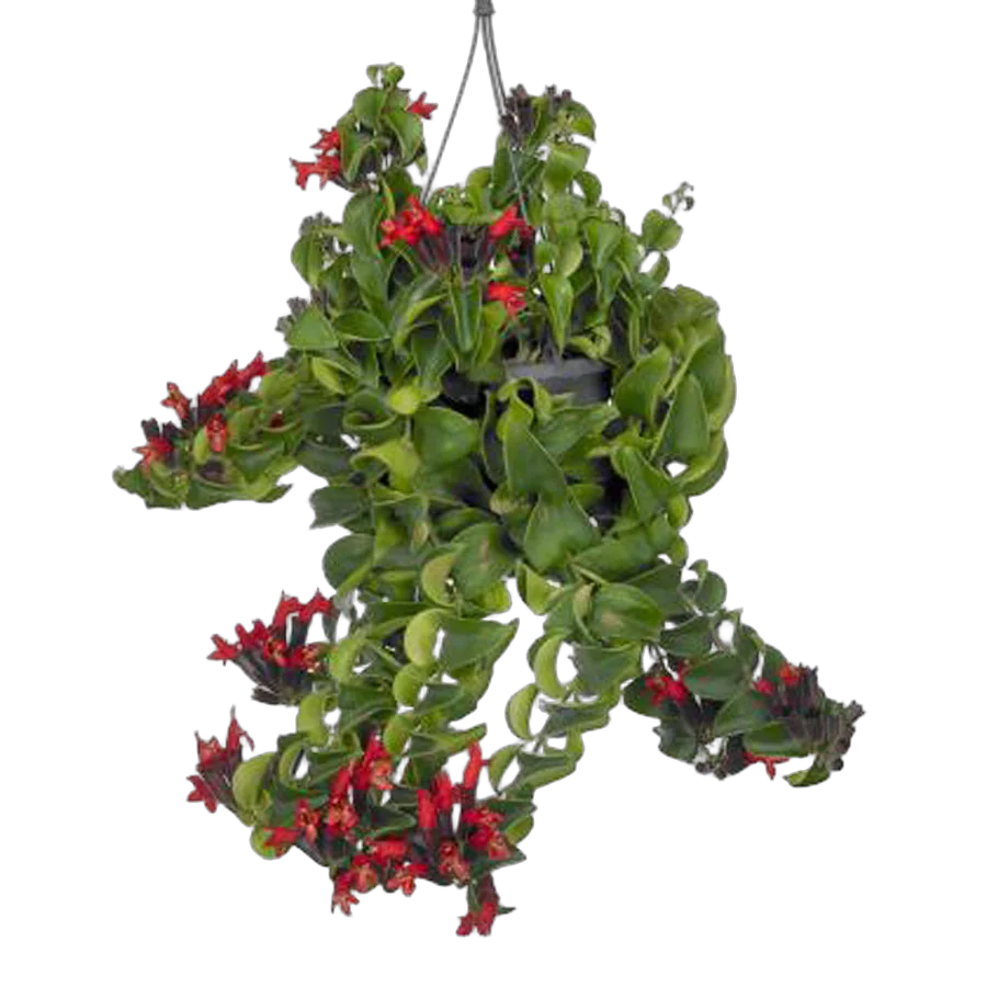 Эсхинантус Мона Лиза - Aeschynanthus hybr Mona lisa D15 H60