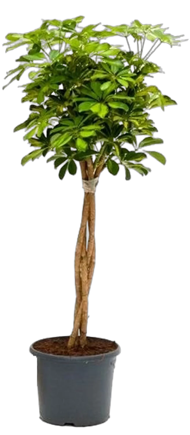 Шеффлера Голд Капелла косичка - Schefflera gold capella D35 H200