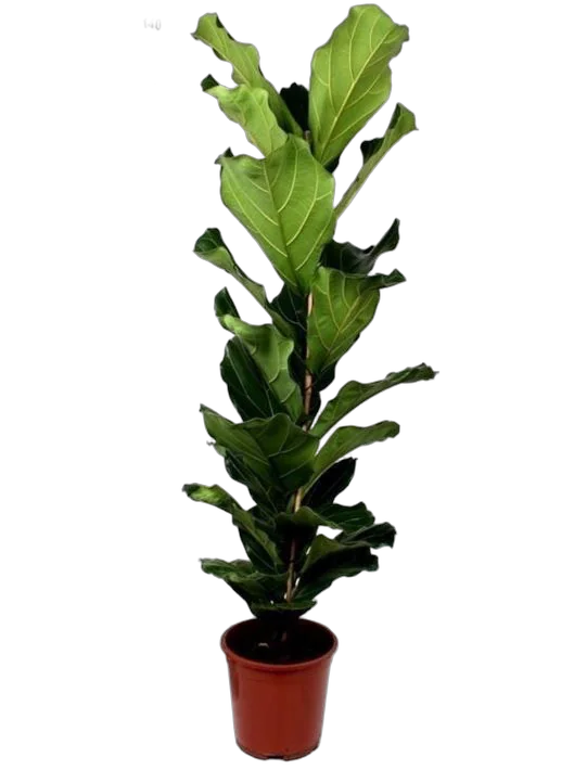 Фикус Лировидный (Лирата) - Ficus lyrata  D30 H140