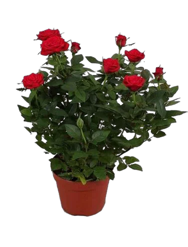 Роза красная Кордана -  Calibra D18/45