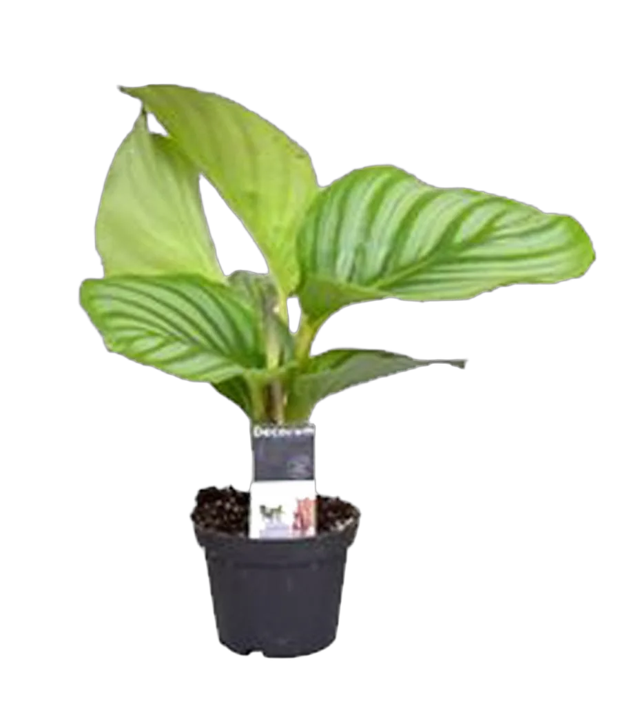 Калатея орбифолия - Calathea orbifolia D7 H15