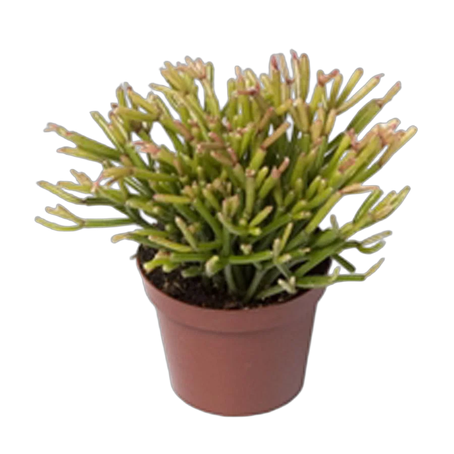 Рипсалис шишковатый (булавовидный) - Rhipsalis clavata Easy Sweety D9 H15