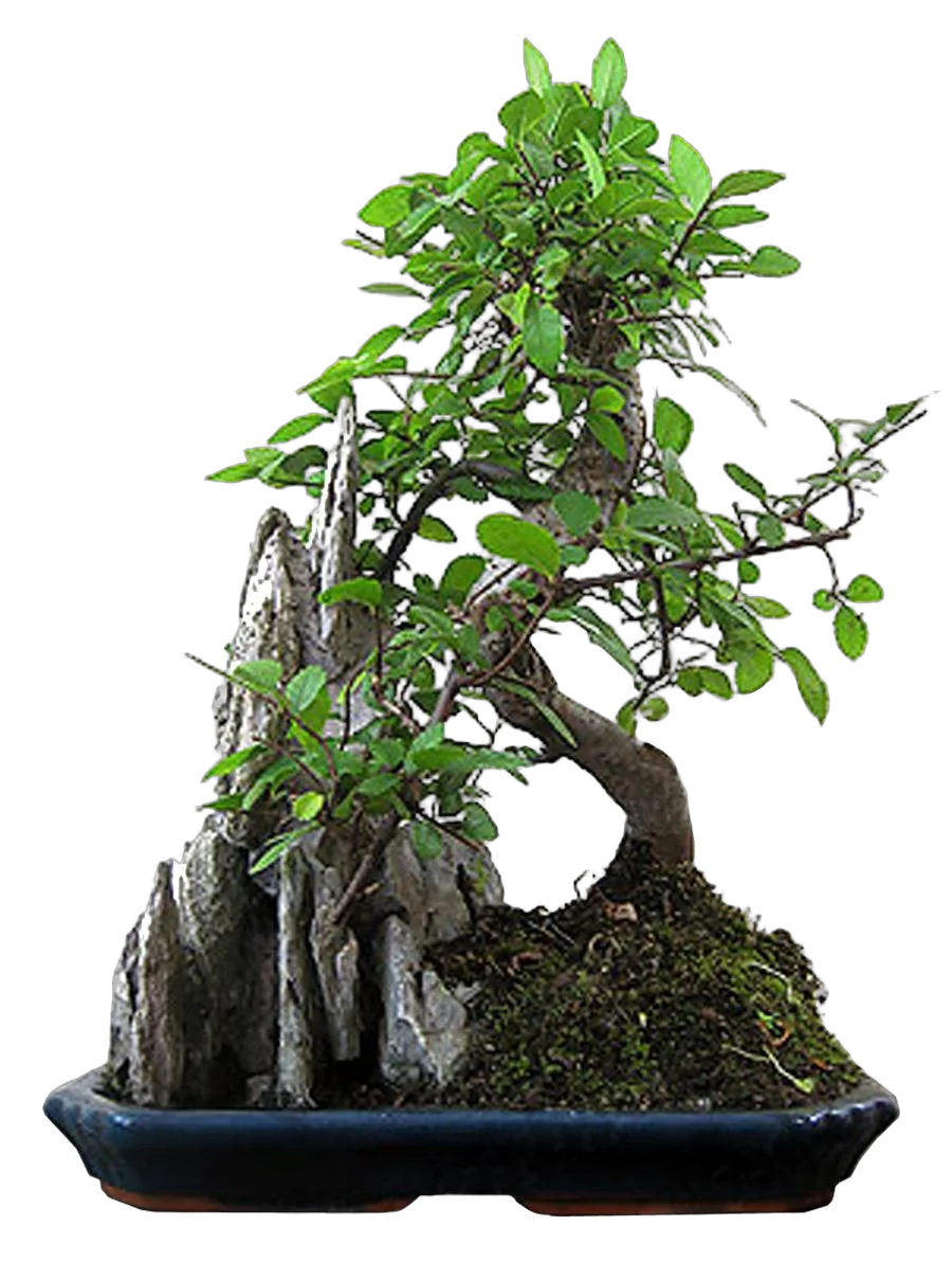 Бонсай Вяз с камнем D18 H25