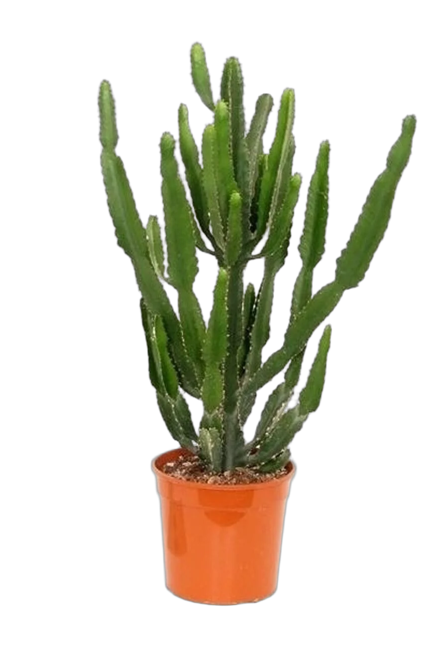 Эуфорбия Триангуларис - Euphorbia triangularis D14 H50