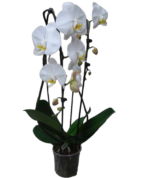 Каскадный фаленопсис - Phalaenopsis Cascade Adelaide D12 H70