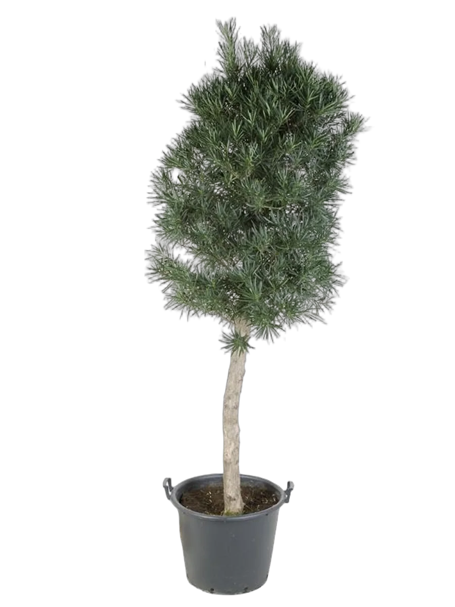 Подокарпус - Podocarpus D50 H220