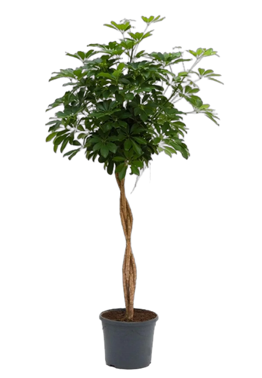 Шеффлера арборикола - Schef arboricola Luseana braided D35 H180