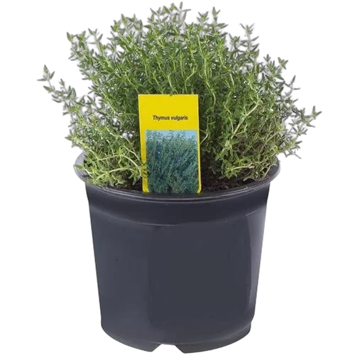 Тимьян Фаустини - Thymus Faustini D10 H15