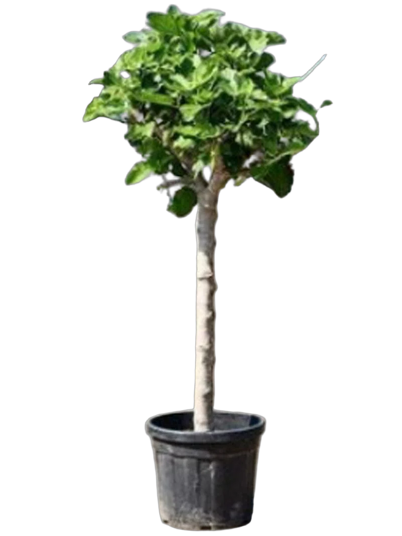 Инжир - Ficus carica D45 H185