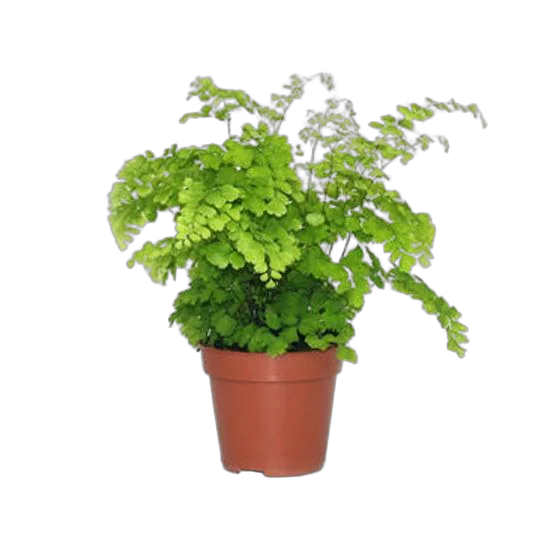 Адиантум Фрагранс - Adiantum Fragrans D9 H15