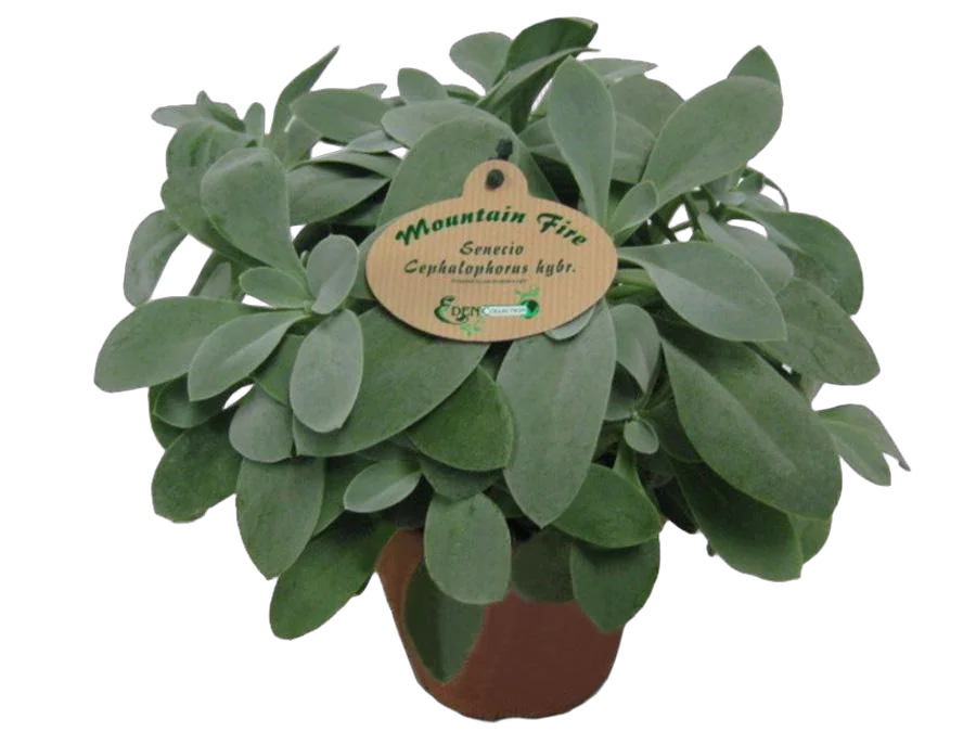 Крестовник (Сенецио) Маунтин Файер - Senecio Mountain Fire D14 H25