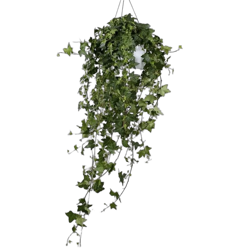 Хедера, плющ - Hedera  D17 H40