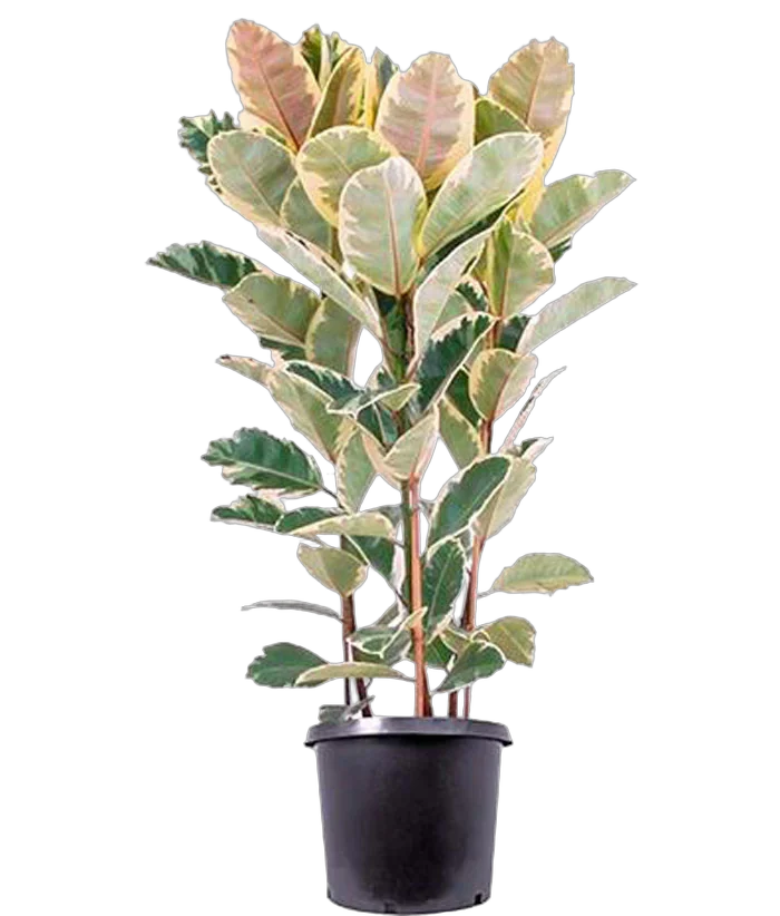 Фикус эластика или каучуконосный Тинеке D28 H100