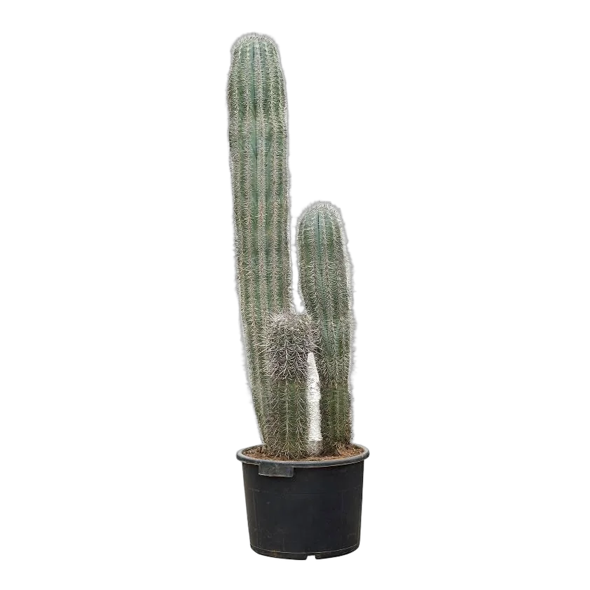 Пахицереус Прингля - Pachycereus pringlei D26 H100