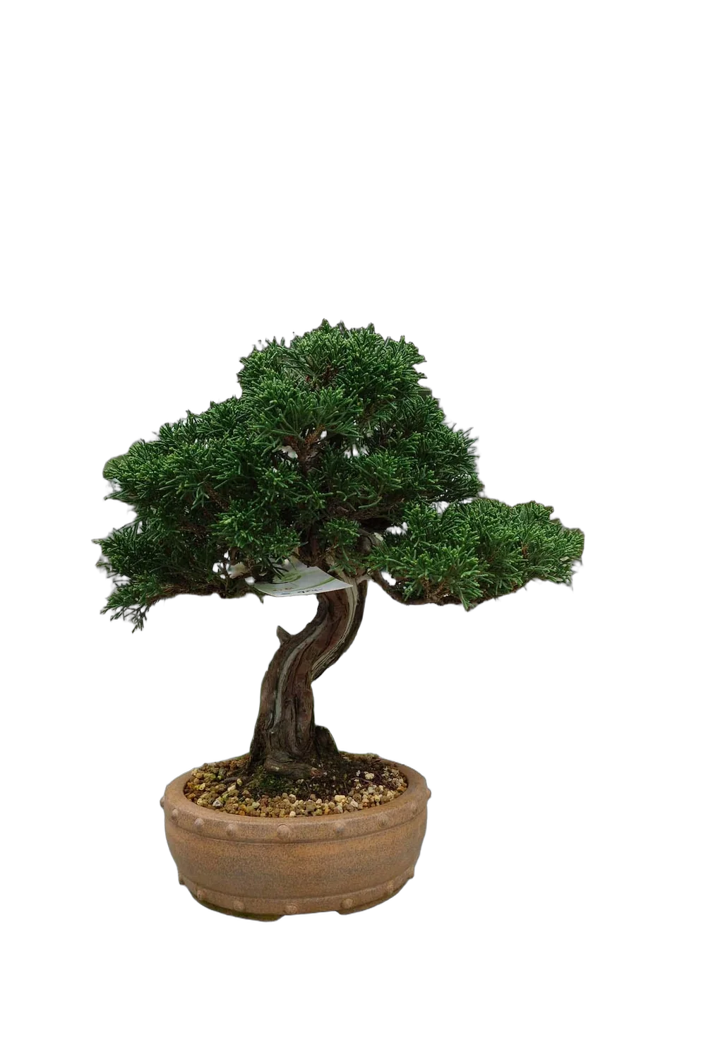 Бонсай Можжевельник - Bonsai Juniperus H31