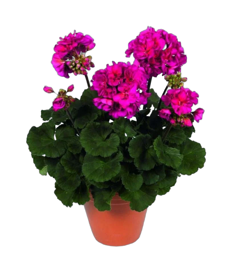 Герань (пеларгония) малиновая - Pelargonium D9 H15
