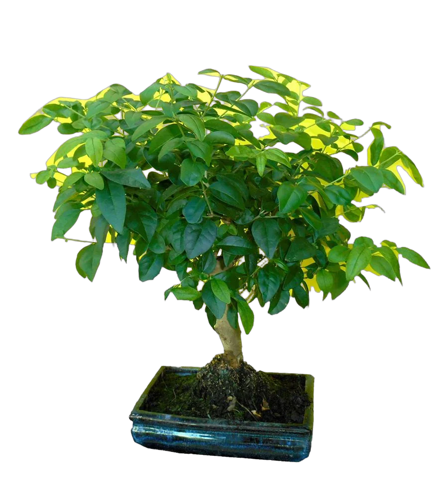 Бонсай Бирючина D15 H20