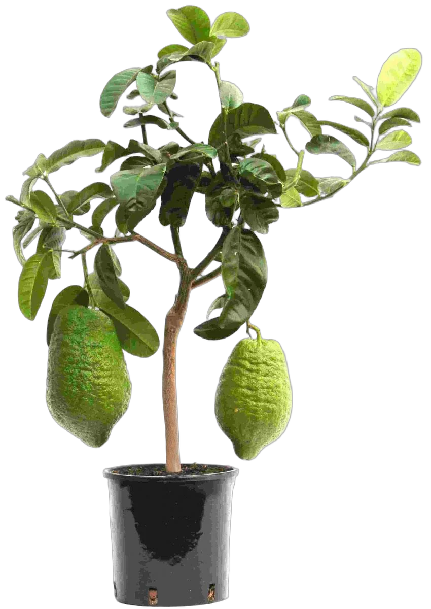 Цитрон Максима - Citrus medica Maxima D21 H70
