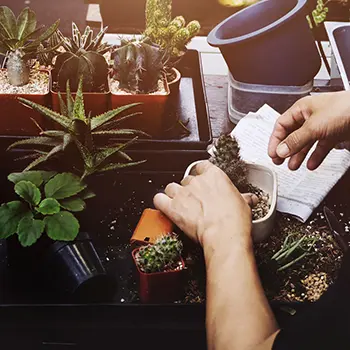 Комплексное обслуживание растений (выезд 1 раз в неделю)