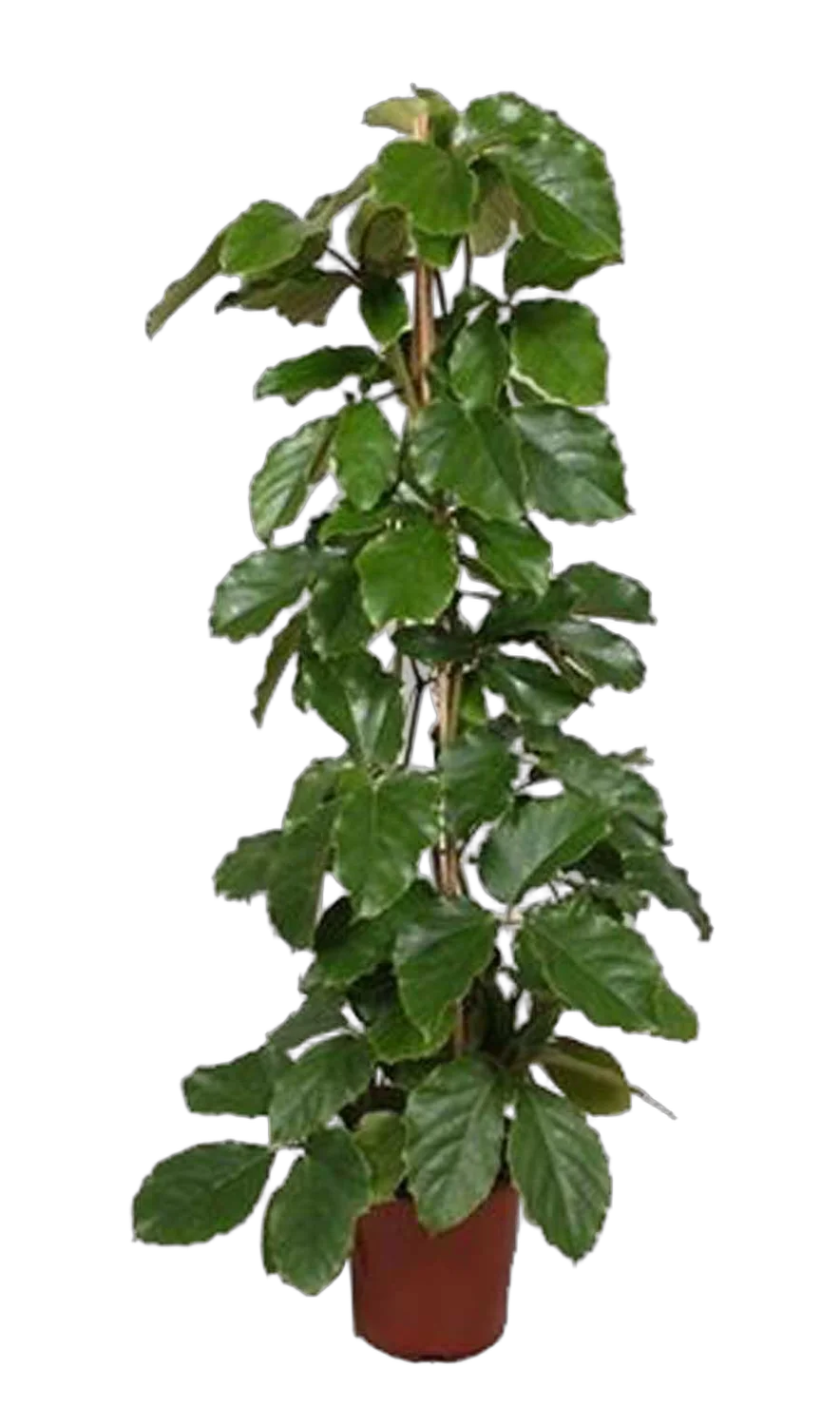 Тетрастигма Вуанье (комнатный виноград) - Tetrastigma voinierianum D27 H150