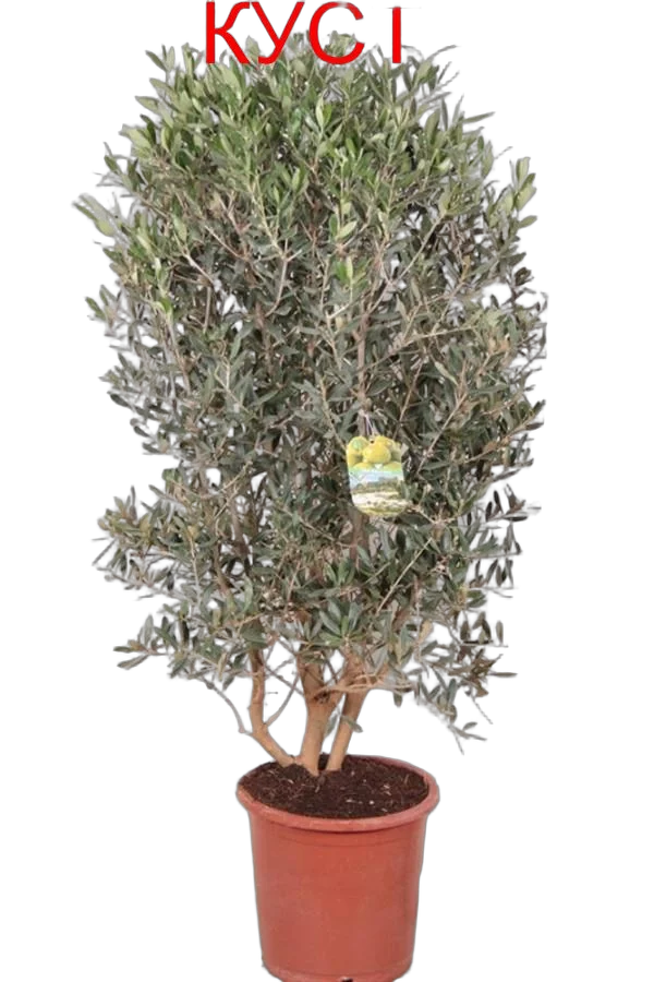 Оливковое дерево КУСТ, маслина европейская - Olea europaea   D25 H130