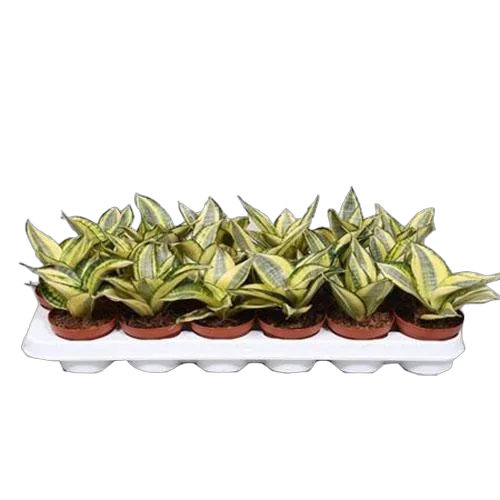 Сансевиерия голден ханни - Sansevieria Golden Hahnii (fachjan) D9 H15