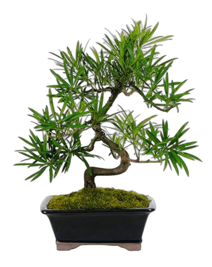 Бонсай Подокарпус (Ногоплодник) - Bonsai Podocarpus D12 H20