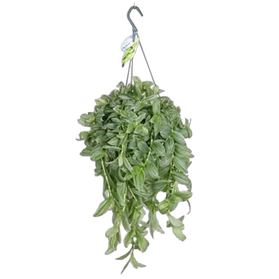 Традесканция белоцветковая -Tradescantia Albiflora Albovittata D18 H40