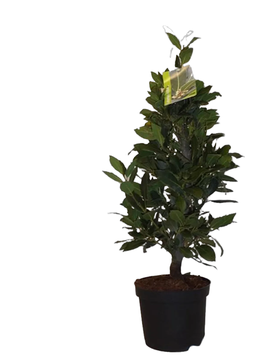 Лавр благородный - Lurus nbilis D18 H60